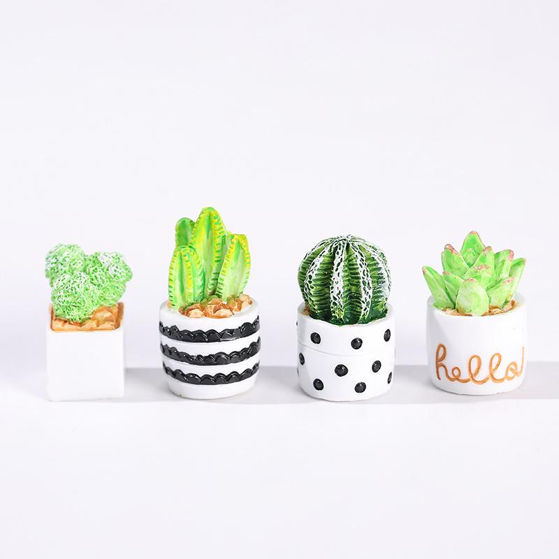 4-Piece Set of Cactus Succulen - Echeveria Succulent 评论和价格